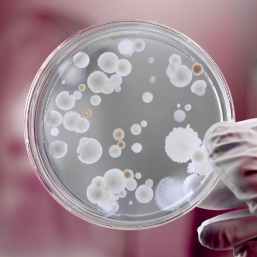 AMR Action Fund supports late-stage biotech to combat antimicrobial resistance